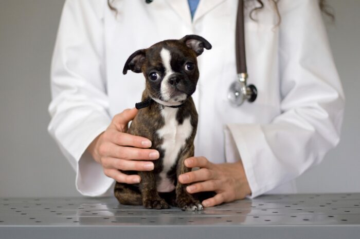 Вакцинация собакам
