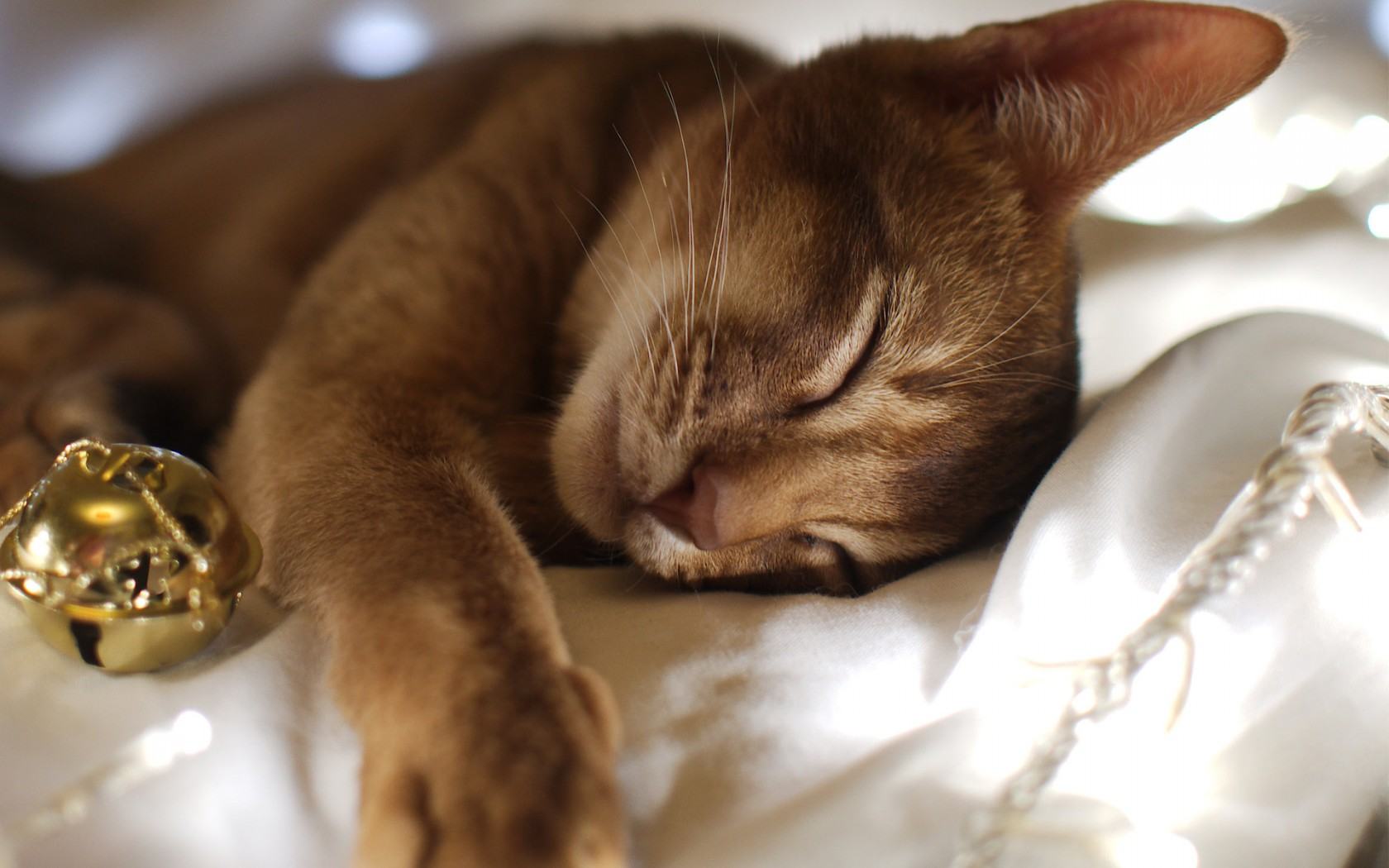 сколько спят кошки в сутки