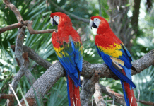 how long do parrots live