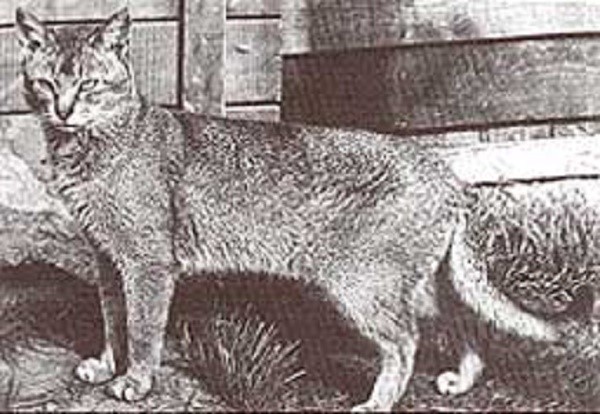 Кот Зула - родоначальник возрожденной в Европе абиссинской породы кошек