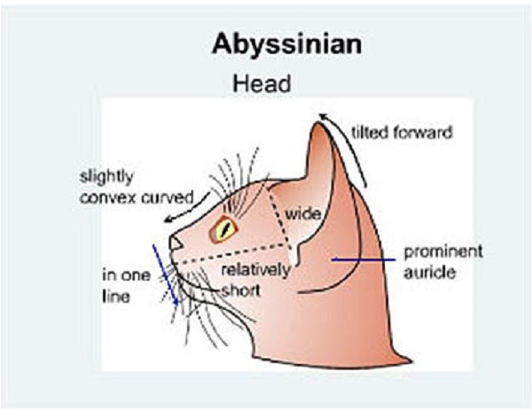 Параметры головы «правильного» абиссинца