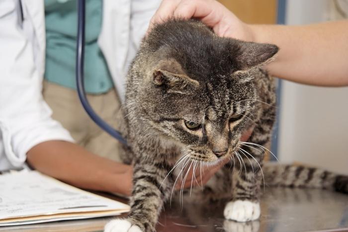 Поставить точный диагноз могут только в кабинете ветеринара