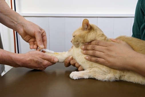 При подозрении на болезнь необходим общий анализ крови для оценки состояния кошки