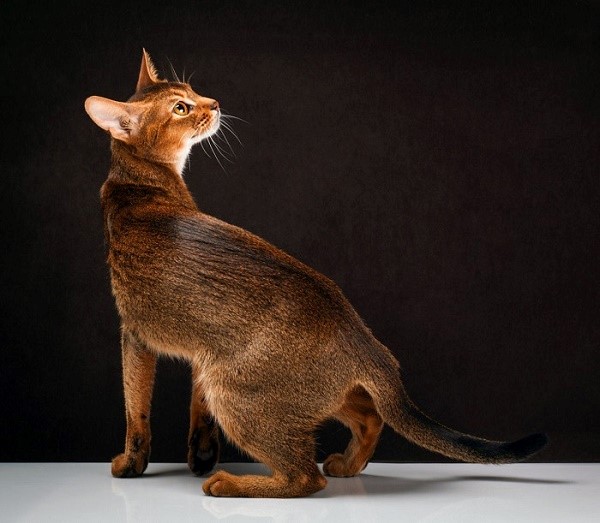 Типичный представитель абиссинской кошки "диког