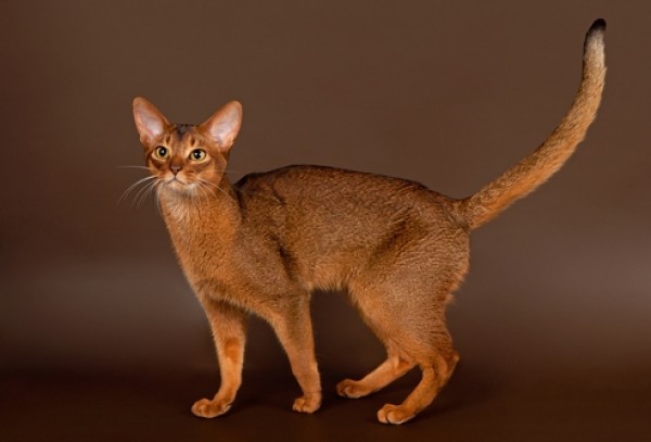 Высота абиссинской кошки варьируется от 28 до 32 сантиметров в холке