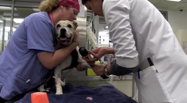 Диагноз «атопический дерматит» ставят после комплексного обследования собаки