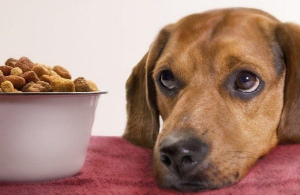 Нередко атопический дерматит у собаки возникает из-за неправильного кормления