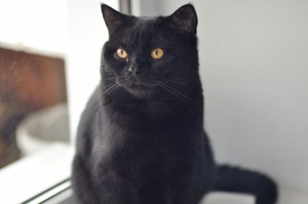 Чёрный британский кот-подросток