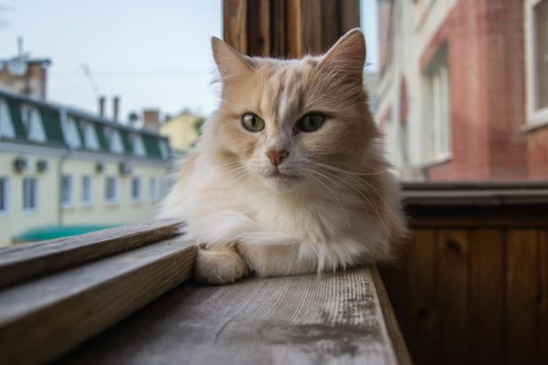 Открытый доступ на балкон – смертельная опасность для кошки