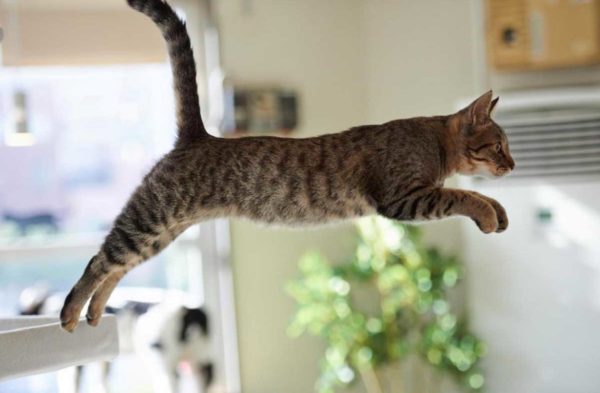 Кошка с атаксией не способна выполнить длинный красивый прыжок