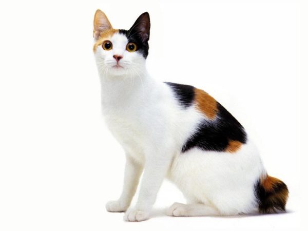 Кошка с триколор-окрасом