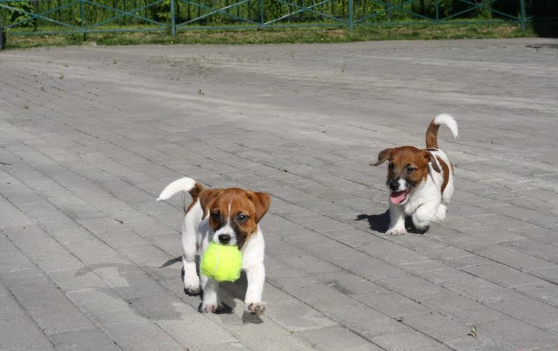 двое щенков играют на улице с мячиком