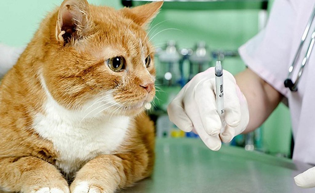 Котам необходимо проводить вакцинацию