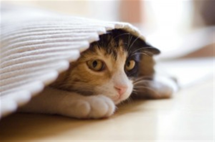 Кошка в состоянии болезни или стресса ищет уединения, а также может справлять свои потребности в неположенных местах 