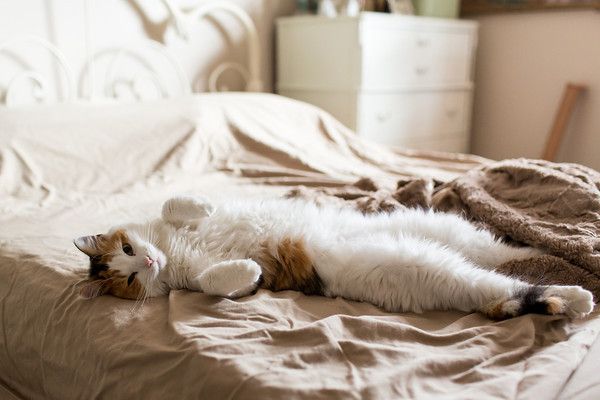 Кошки любят нежиться на кровати хозяев
