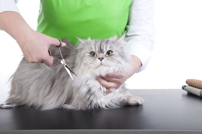 Если у кошки длинная шерсть, то место введения препарата остригают