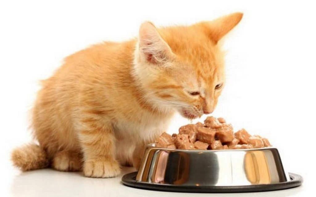 Кошки едят корм Феликс с удовольствием