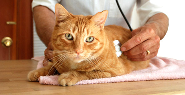 Острая форма цистита проявляет себя в первые часы и наносит серьезный урон здоровью кота