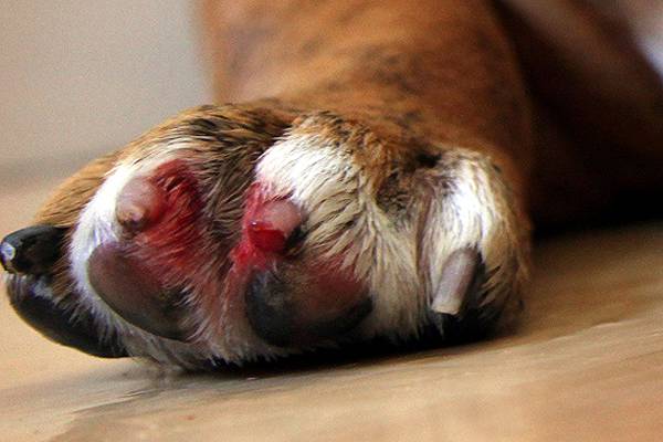 Отрастающие когти имеют тенденцию ломаться, оставляя на лапах собаки открытые раны
