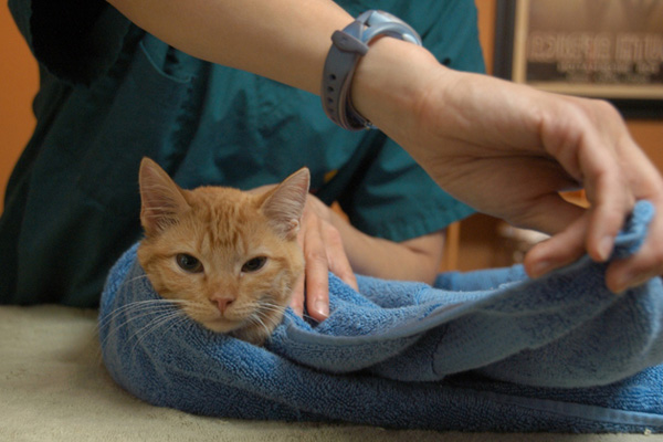 Полотенце поможет зафиксировать кошку для укола