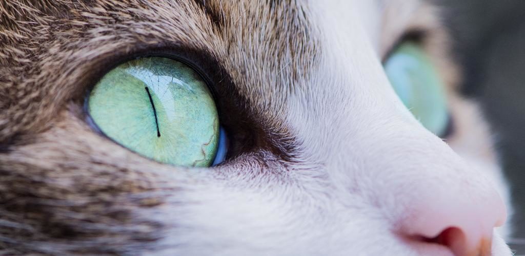 Преобладание в кошачьем глазу колбочек закрепилось благодаря ночному образу жизни животных