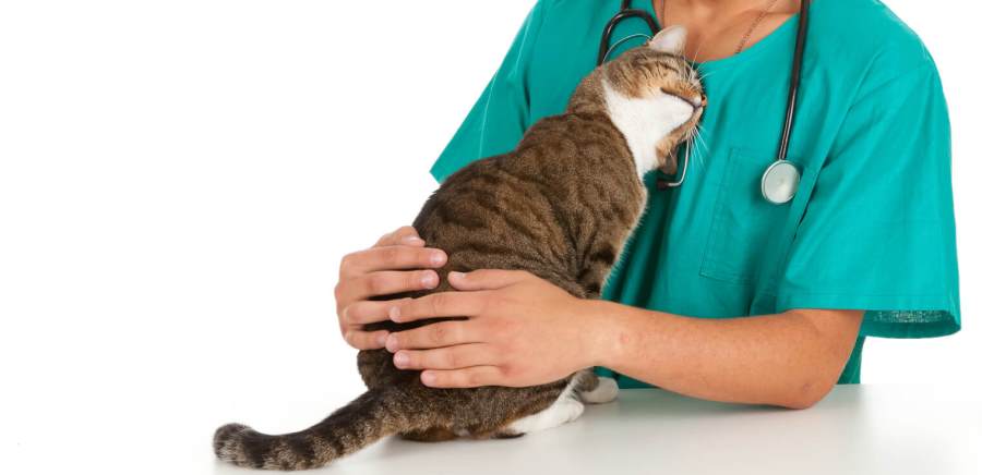 Провести нужную диагностику и назначить правильное лечение может только ветеринар