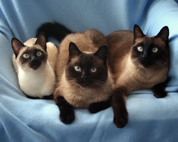 Сиамские кошки - прирожденные аристократки по характеру и повадкам