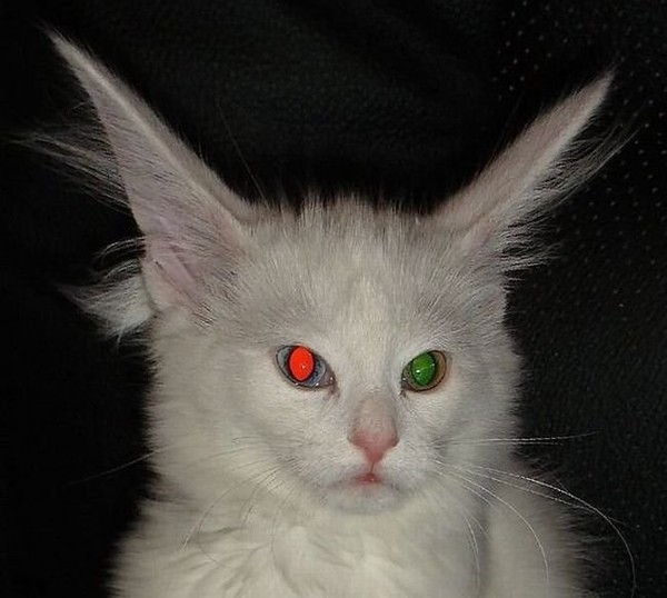 У котов с гетерохромией свет отражается в каждом глазу по-своему
