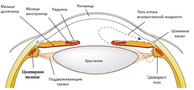 Цилиарная мышца отвечает за быстрое подстраивание глаза к рассматриваемому объекту
