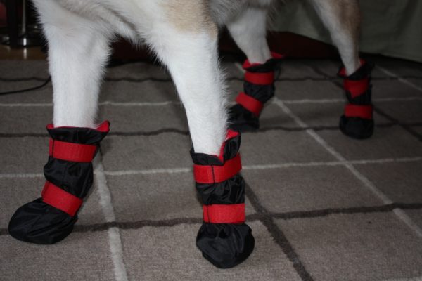 Обувь для собак — стильный аксессуар для защиты от травмирования лап