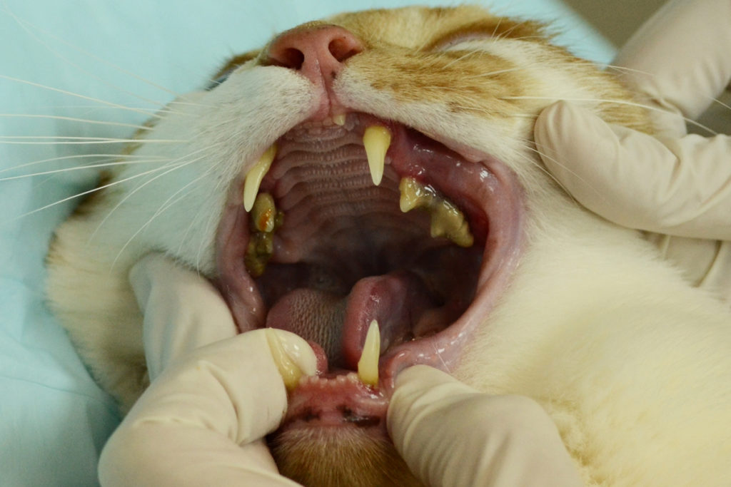 Болезни зубов и десен вынуждают кошку отказываться от еды