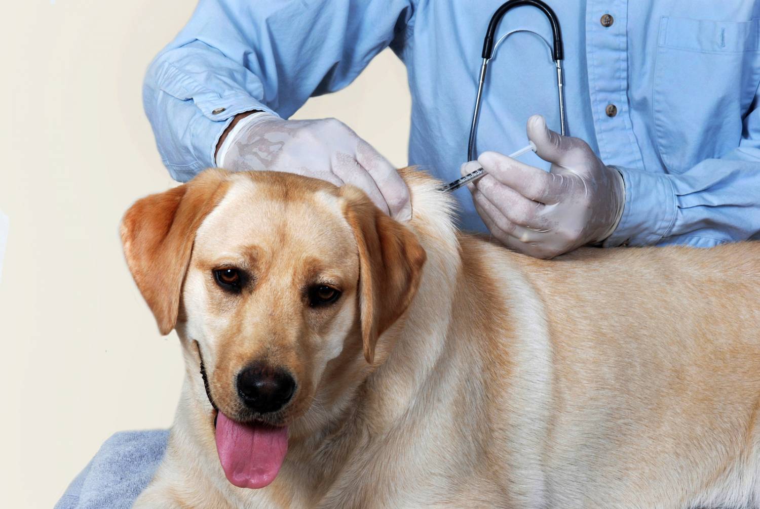 Вакцинация делается с учетом возраста собаки