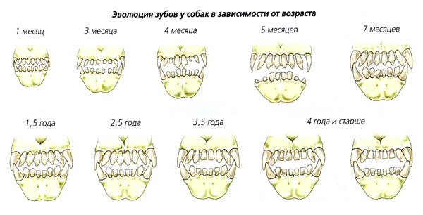 Зубы собак меняются с течением времени