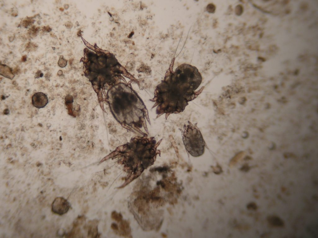 Клещи otodectos cynotis под микроскопом