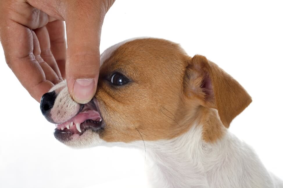 Количество зубов щенка и взрослой собаки отличаются
