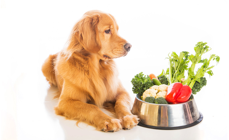 Питание и уход за собакой должны соответствовать ее возрастной категории