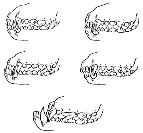 Прикус влияет на скорость истирания зубов