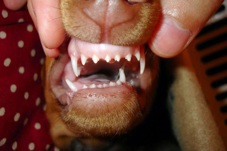 Прорезающиеся зубы у щенков