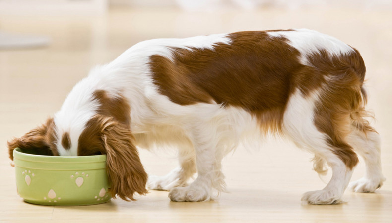 С первых дней самостоятельной жизни щенок должен привыкнуть к тому, что существуют правила принятия пищи