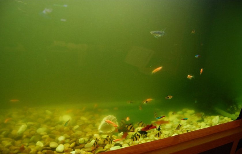 Мутнеет вода в аквариуме причина