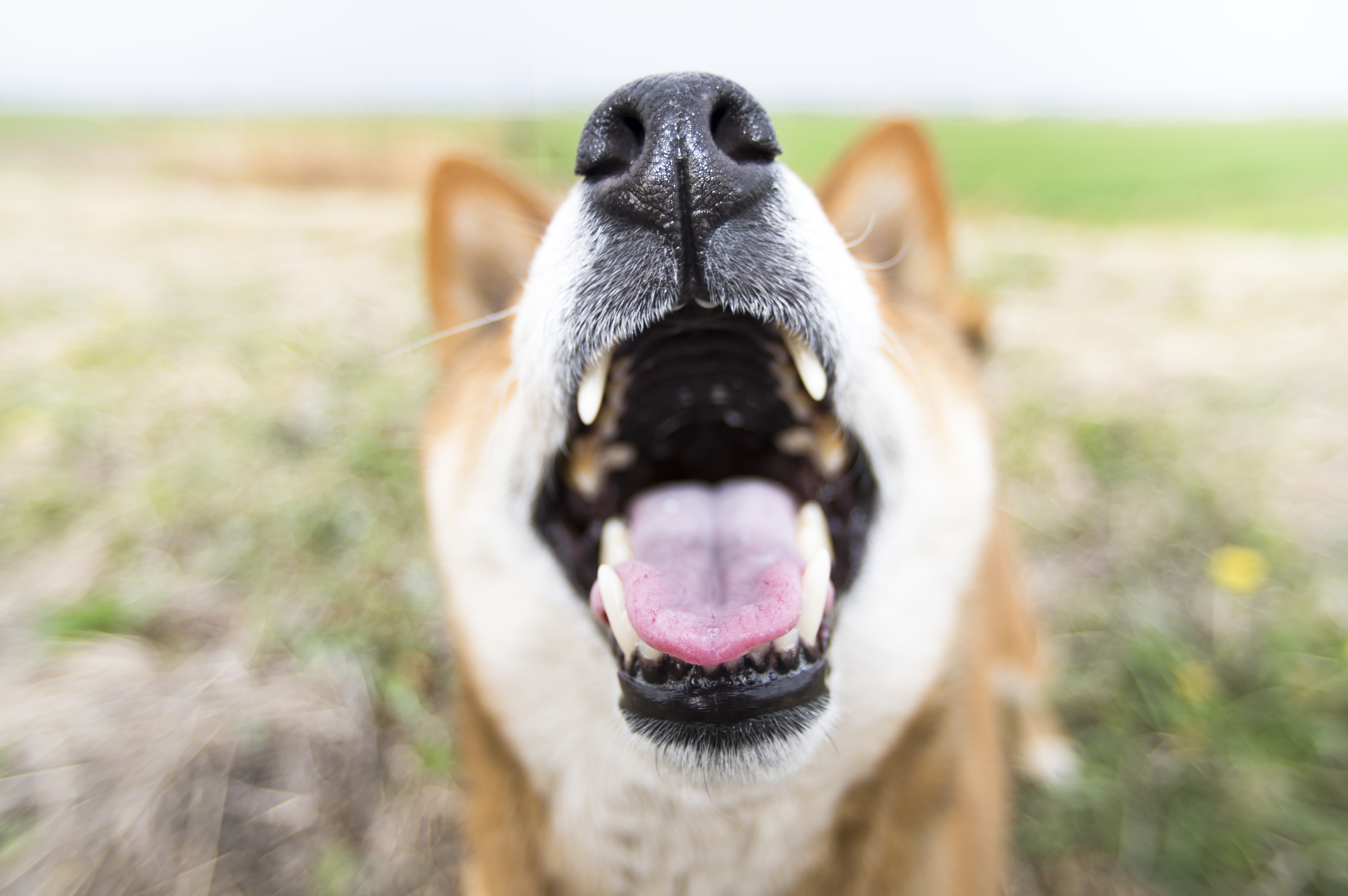 Почему у собак воняет рот. Довольная собака. Собака с открытой пастью.