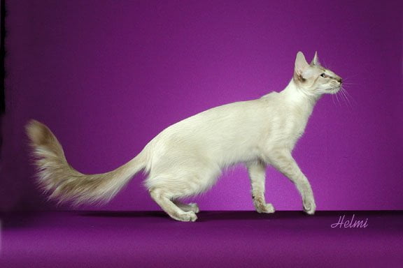 Balinese cat with plumed tail