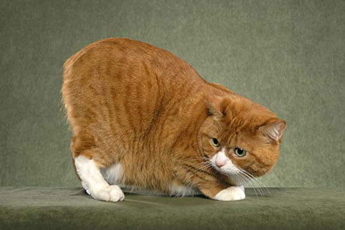 Manx cat showing no tail