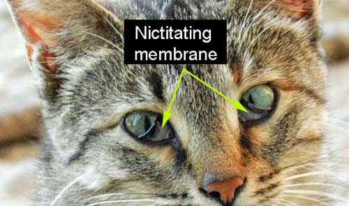 Nictitating membrane in Cat