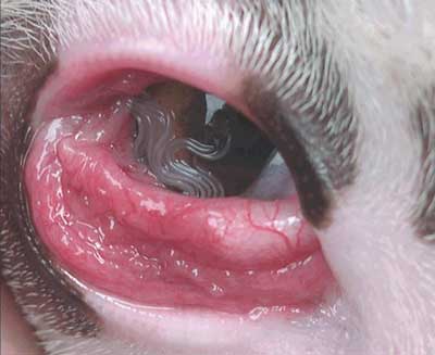 Cat eye worm(s). This appears to be eye worms with severe pink eye.