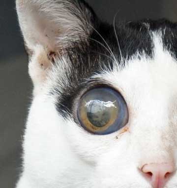 Cat with glaucoma in his right eye