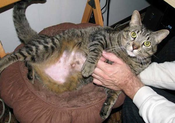 Cat who has over groomed his belly