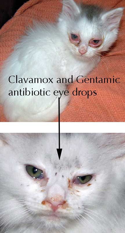 Picture of cat with pink eye before and after
