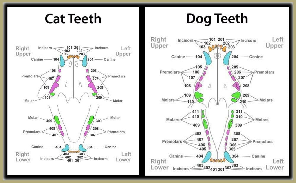 Do cats have more teeth than dogs?