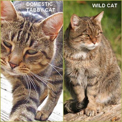 Domestic tabby compared with wild cat ancestor. Very similar.